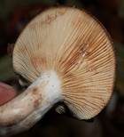 Rosaanlaufender Milchling, Foto 10