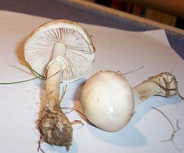 Rosablättriger Egerlingsschirmling, Foto 2