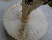 Rosablättriger Egerlingsschirmling, Foto 18