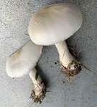 Rosablättriger Egerlingsschirmling, Foto 23