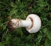 Rosablättriger Egerlingsschirmling, Foto 7
