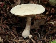 Rosablättriger Egerlingsschirmling, Foto 9