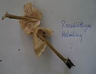 Rosablättriger Helmling, Foto 29