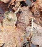 Blauender Kahlkopf, Foto 24