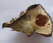 Blauender Kahlkopf, Foto 26