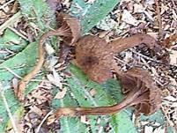 Rosabrauner Samtschneckling, Foto 6