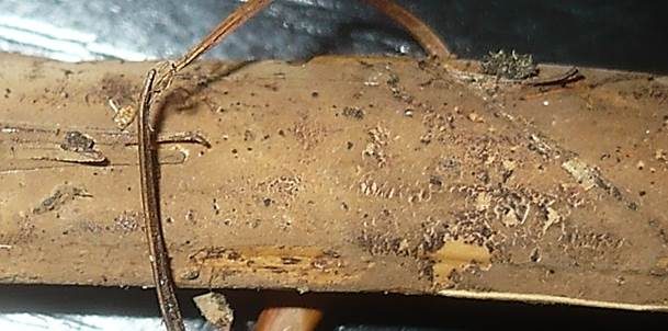 Rosabrauner Schiffchensporrindenpilz, Foto 2