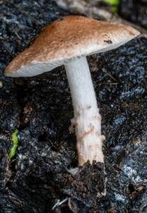 Rosabrauner Wollstielschirmling, Foto 3
