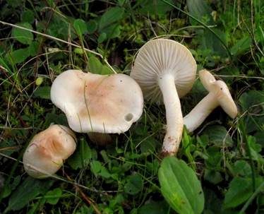 Rosabraunscheibiger Schneckling, Foto 2