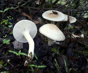 Rosabraunscheibiger Schneckling, Foto 5