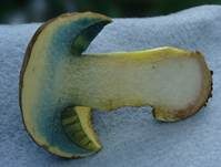 Blauender Königsröhrling, Foto 12