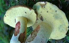 Blauender Königsröhrling, Foto 17