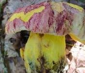 Blauender Königsröhrling, Foto 21