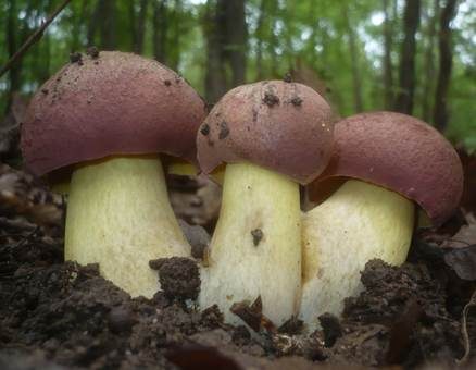 Blauender Königsröhrling, Foto 4
