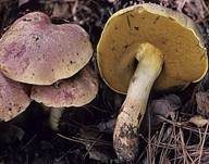 Blauender Königsröhrling, Foto 7