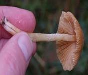 Rosafarbener Mistpilz, Foto 12