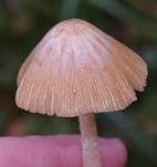 Rosafarbener Mistpilz, Foto 13