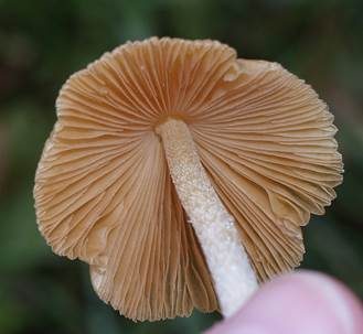 Rosafarbener Mistpilz, Foto 4