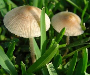 Rosafarbener Mistpilz, Foto 5