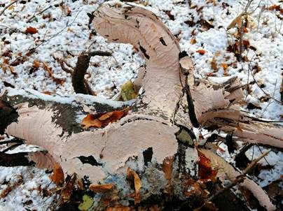 Rosafarbener Rindenpilz, Foto 2