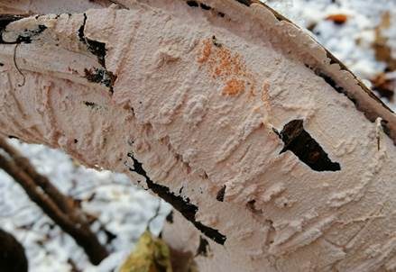 Rosafarbener Rindenpilz, Foto 3