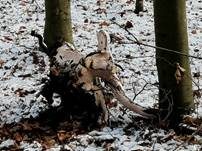 Rosafarbener Rindenpilz, Foto 12