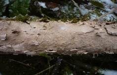 Rosafarbener Rindenpilz, Foto 20
