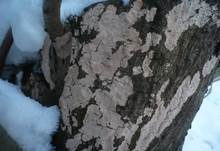 Rosafarbener Rindenpilz, Foto 22