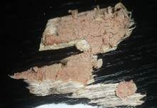 Rosafarbener Rindenpilz, Foto 23