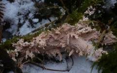 Rosafarbener Rindenpilz, Foto 7