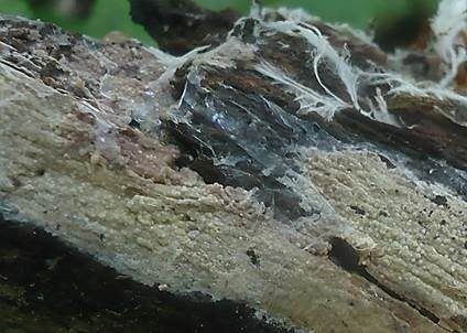 Rosafleckiger Rindenpilz, Foto 2