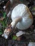 Rosafüßiger Ritterling, Foto 8