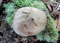 Blauender Rasling, Foto 5