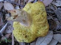 Rosahütiger Filzröhrling, Foto 8