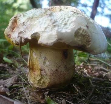 Rosahütiger Schönfußröhrling, Foto 2
