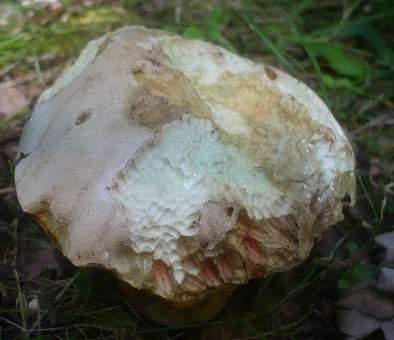 Rosahütiger Schönfußröhrling, Foto 3