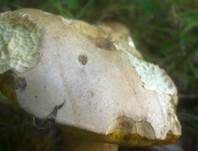 Rosahütiger Schönfußröhrling, Foto 12