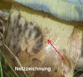Rosahütiger Schönfußröhrling, Foto 6