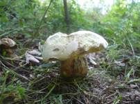 Rosahütiger Schönfußröhrling, Foto 7