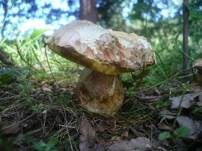 Rosahütiger Schönfußröhrling, Foto 9