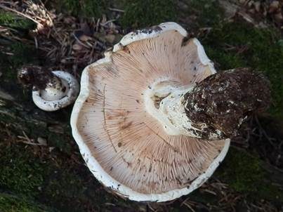 Rosascheckiger Milchling, Foto 2