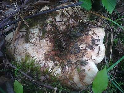 Rosascheckiger Milchling, Foto 5