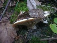 Rosascheckiger Milchling, Foto 9
