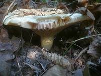 Rosascheckiger Milchling, Foto 10
