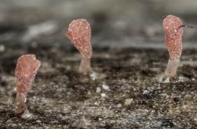 Rosaschimmerndes Fadenkeulchen, Foto 2