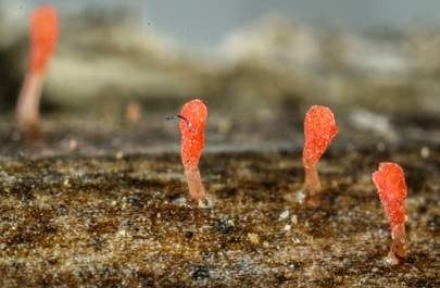 Rosaschimmerndes Fadenkeulchen, Foto 3