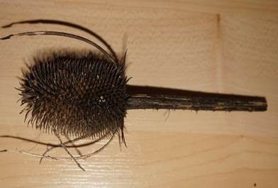 Rosaschimmerndes Fadenkeulchen, Foto 4