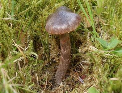 Rosastieliger Wasserkopf, Foto 5