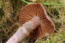 Rosastieliger Wasserkopf, Foto 6