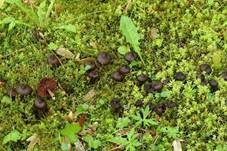 Rosastieliger Wasserkopf, Foto 8